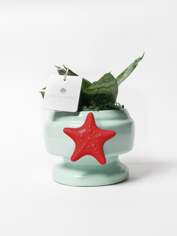 Sansevieria nana in vaso Eden con decoro stella marina
