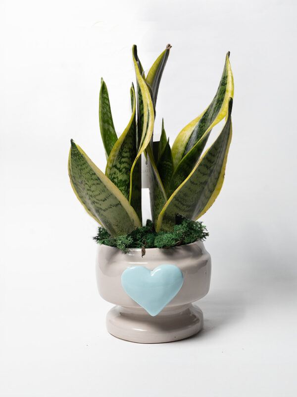 Sansevieria in vaso Eden con decoro cuoricino