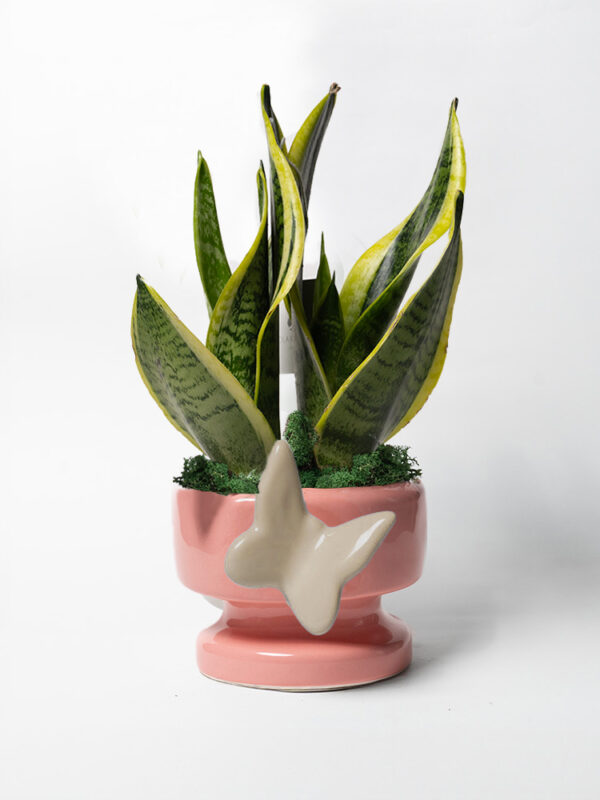 Sansevieria in vaso Eden con decoro farfalla