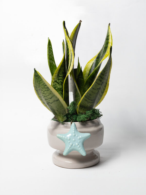 Sansevieria in vaso Eden con decoro stella marina
