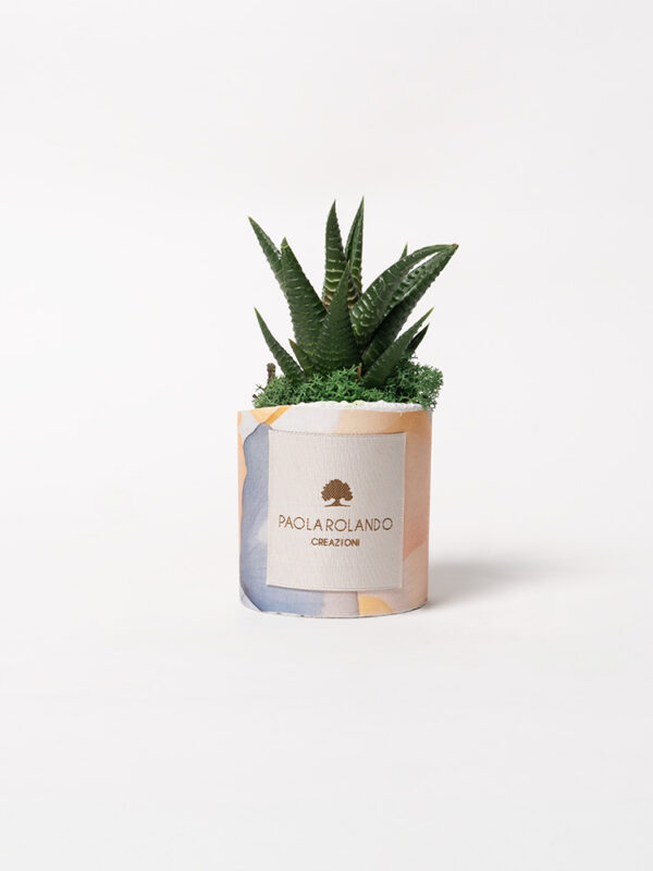 Pianta grassa in vaso decorato Limited Edition
