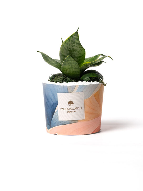 Sansevieria nana in vaso decorato Limited Edition