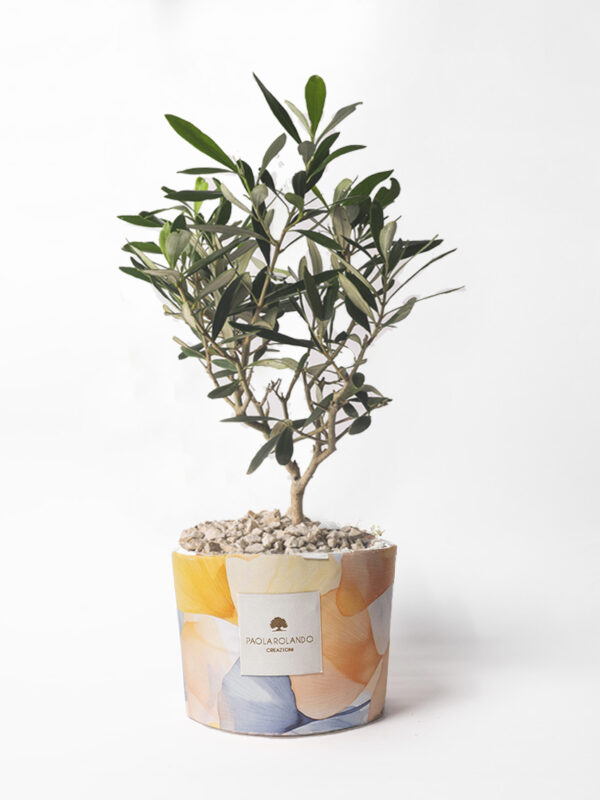 Olivo in vaso decorato Limited Edition