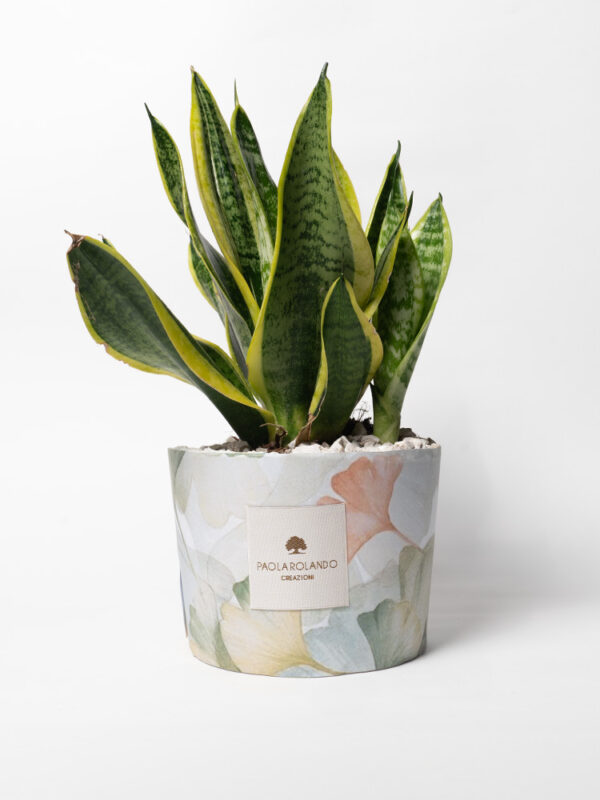 Sansevieria in vaso decorato Limited Edition