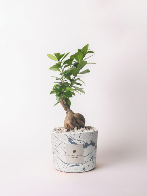 Bonsai ficus ginseng in vaso decorato schizzato