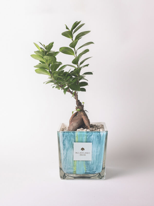 Bonsai ficus ginseng in cubo di vetro decorato Clio