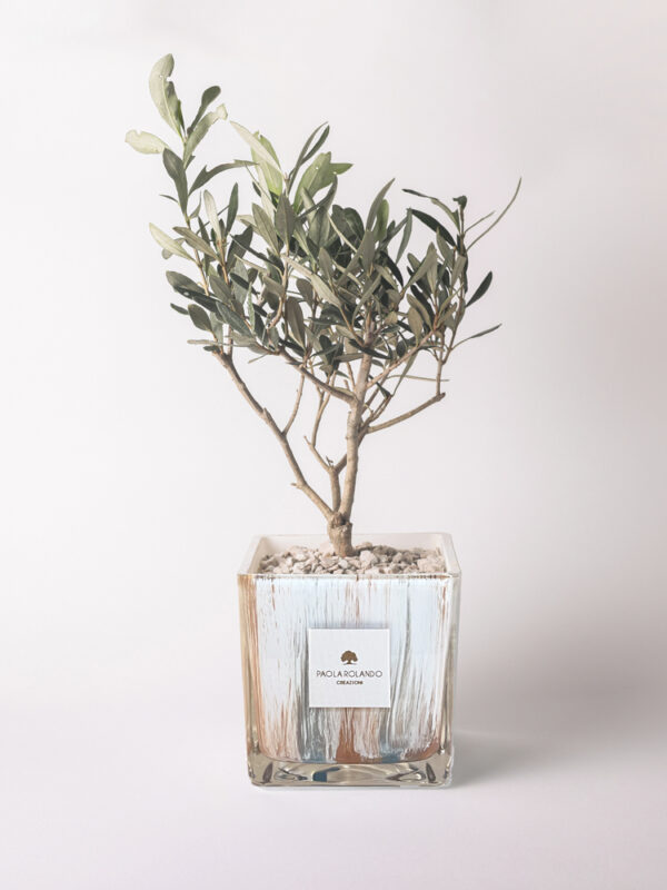 Olivo in cubo di vetro decorato Clio