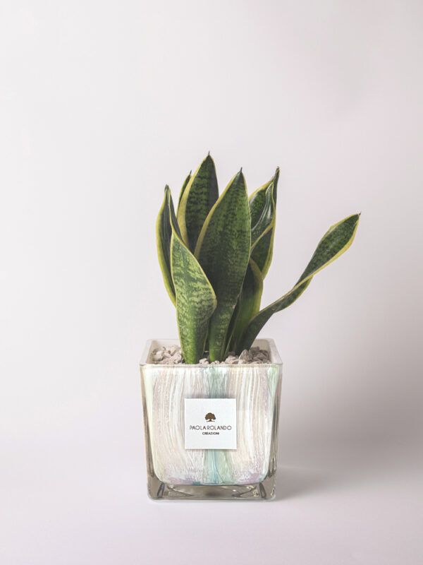 Sansevieria in cubo di vetro decorato Clio