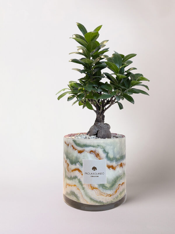 Bonsai ficus ginseng in cilindro di vetro decorato Marble