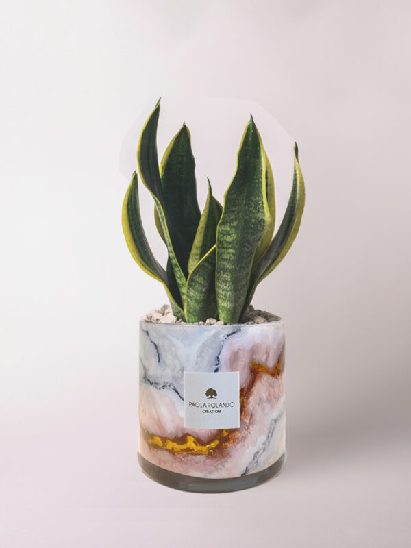 Sansevieria in cilindro di vetro decorato Marble