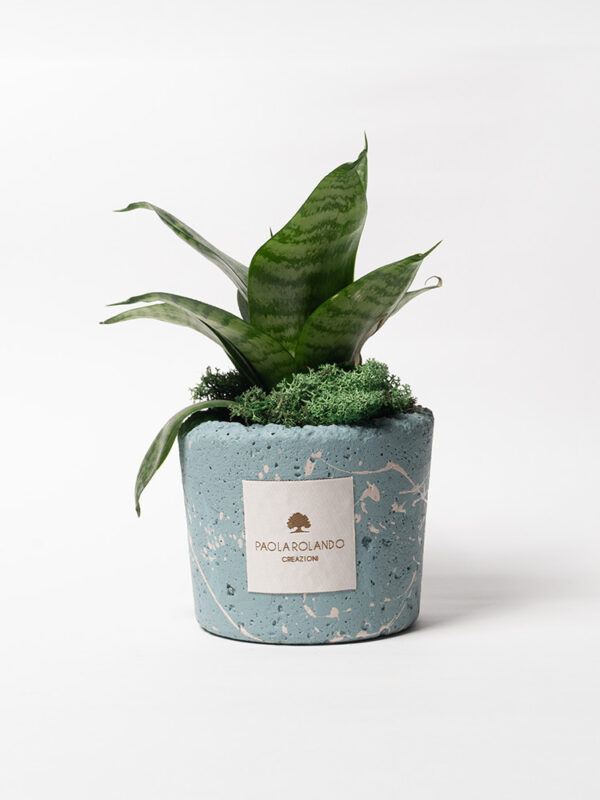 Sansevieria nana in vaso decorato schizzato