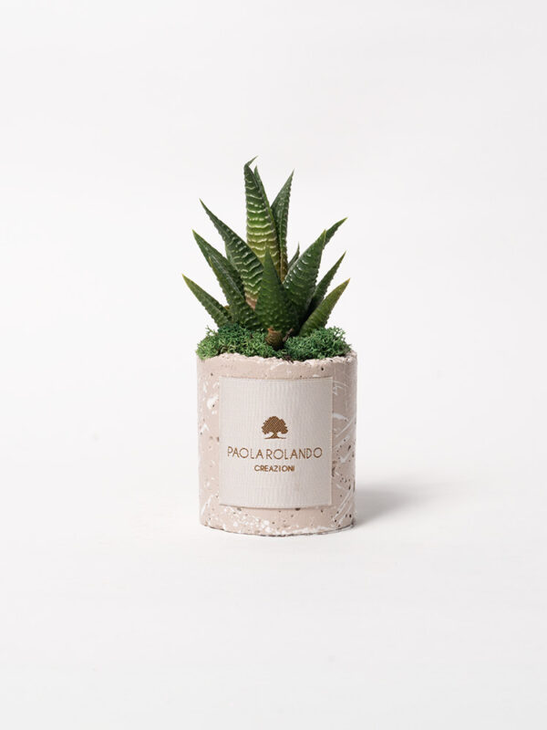 Pianta grassa in vaso decorato schizzato
