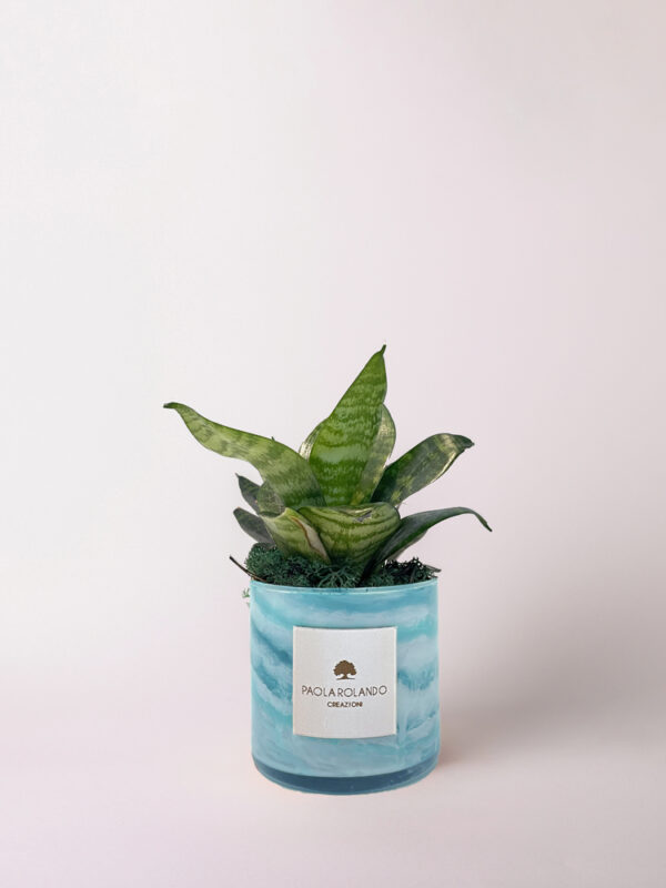 Sansevieria nana in cilindro di vetro decorato Marble