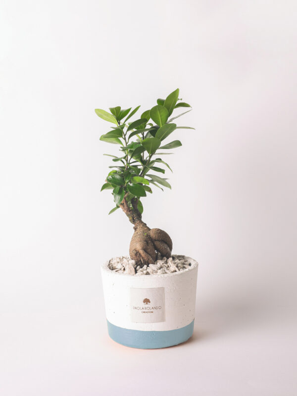 Bonsai ficus ginseng in vaso bianco e fascia colorata Flora