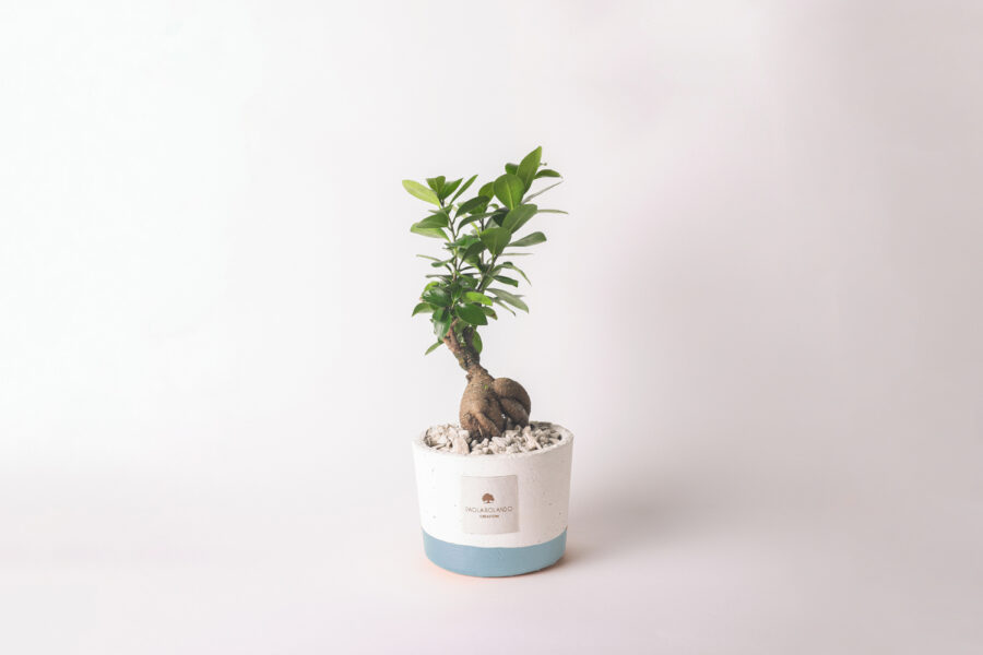 Bonsai ficus ginseng in vaso bianco e fascia colorata Flora
