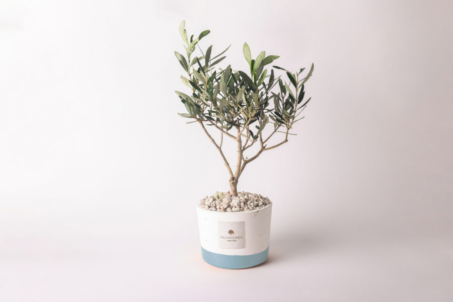 Olivo in vaso bianco e fascia colorata Flora
