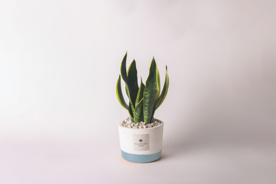 Sansevieria in vaso bianco e fascia colorata Flora