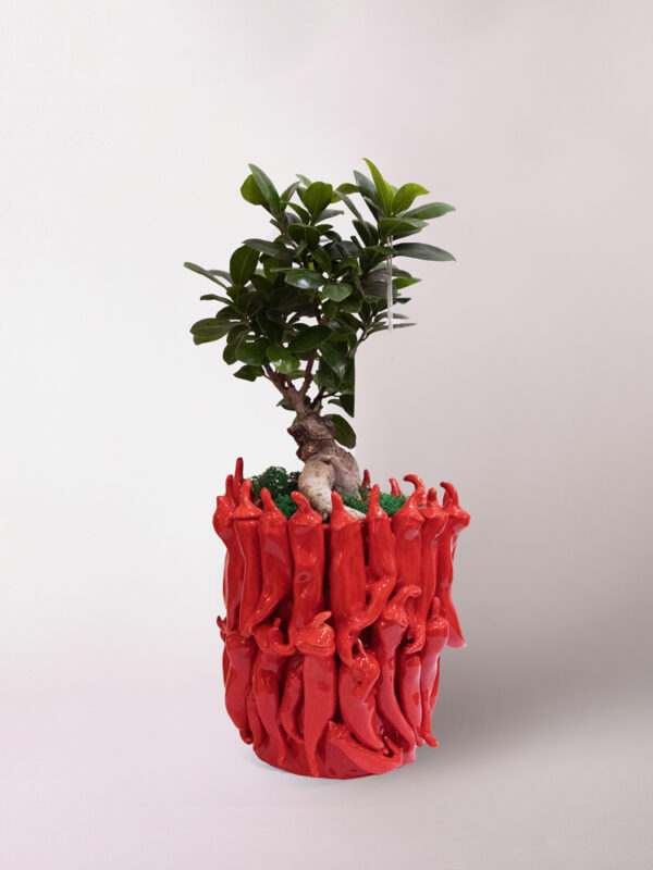 Bonsai ficus ginseng in vaso Peperoncini