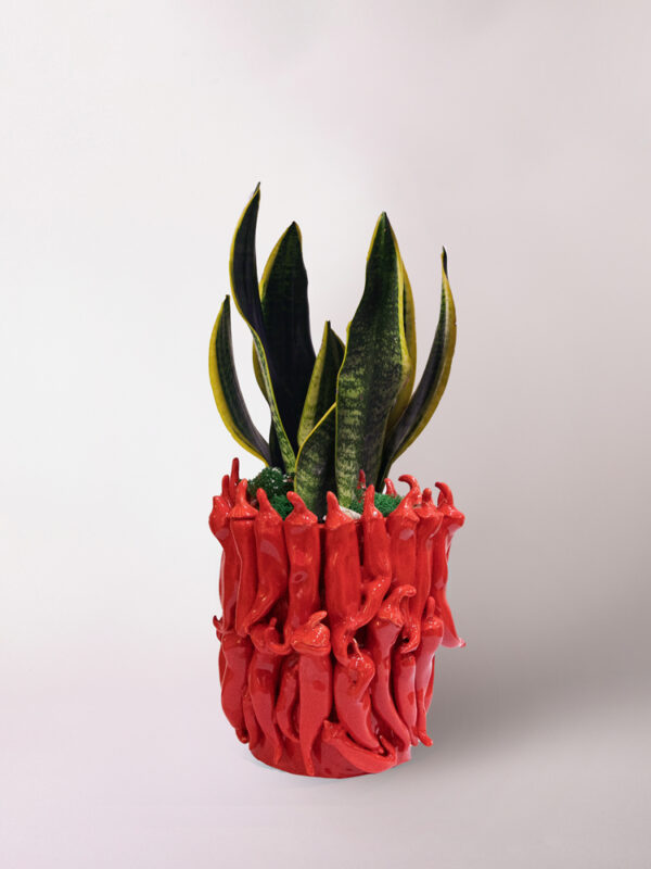 Sansevieria in vaso Peperoncini