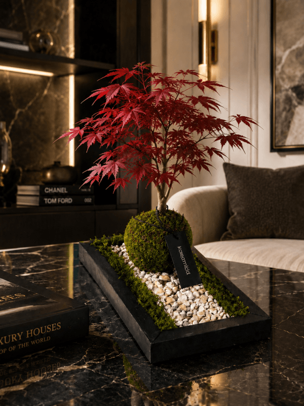 Kuro sentiero Bonsai Acero rosso