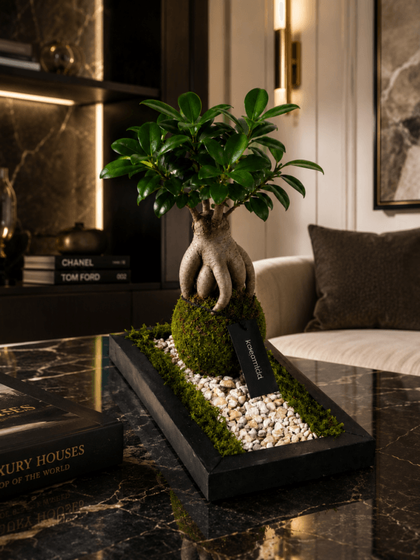 Kuro sentiero Bonsai Ficus Ginseng