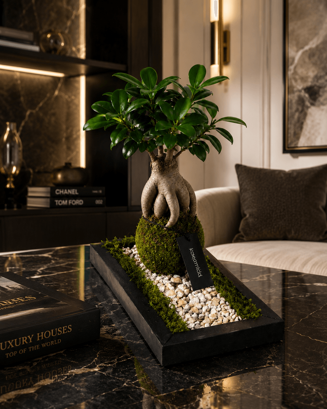Kuro sentiero Bonsai Ficus Ginseng