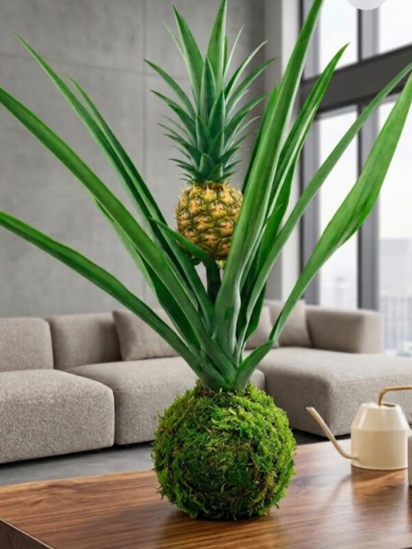 Kokedama Ananas con frutto